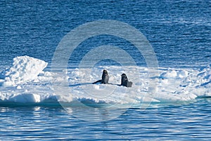 Seal on an iceberg, in a frozen landscape