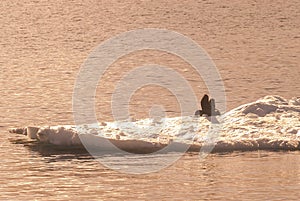 Seal on an iceberg, in a frozen landscape