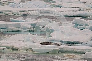 Seal on an iceberg, landscape in Antarctica