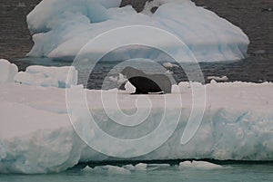 Seal on an iceberg, landscape in Antarctica