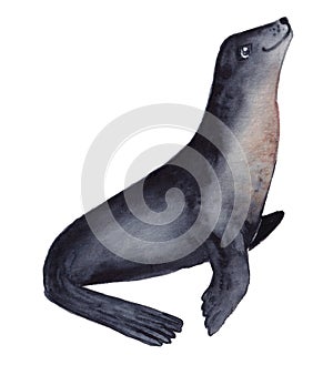 Seal illustration watercolor