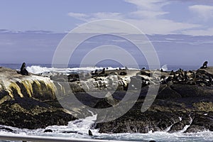 Seal Island Hout Bay