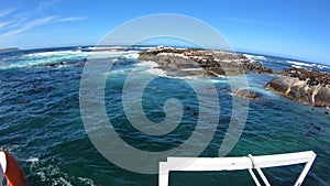 Seal island tourist point near Cape town South Africa wild animal watching slow motion wide angle len