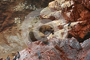 Seal on the islands Ballestas, Peru