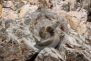 Seal on Islas Ballestas, Paracas National park in Peru