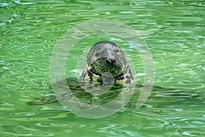 Seal in the Kaliningrad Zoo