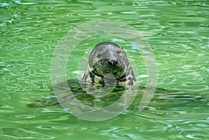 Seal in the Kaliningrad Zoo photo
