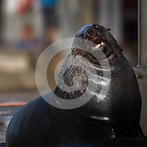 Seal in Kalk Bay Harbour, Cape Town, South Africa