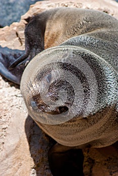 Seal on Kangaroo Island