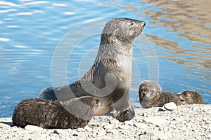 Seal with kids