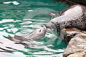 Seal kiss