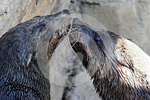 Seal Kiss