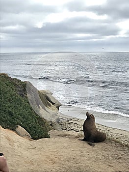 Seal at La Jolla