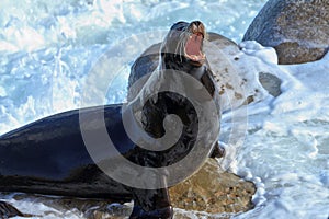 Seal at La Jolla Cove