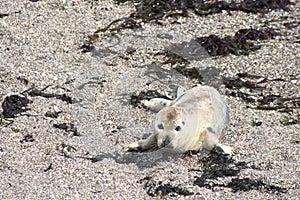 Seal Landscape