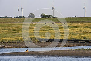 Seal in Langwarder Groden photo