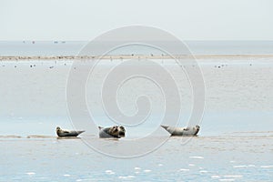 Seal laying in Dutch wadden sea