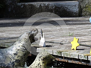 Seal Lea Lion Head during Feeding at Wharf Catching Fish in Air while Flying