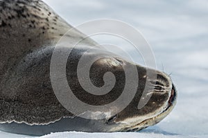 Seal