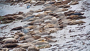 Seal lions lying on the beach in Monterey