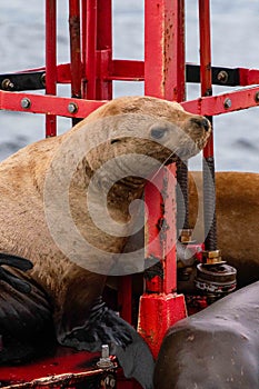 seal looking at camera with intrigued expression during the day atop a red marker buoy