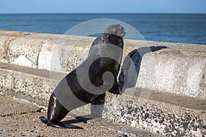 Seal looking out over the ocean