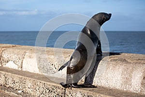 Seal looking out over the ocean