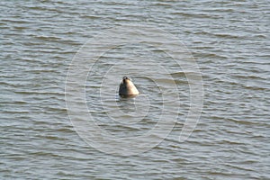 Seal looks out of the water at the tidal waddensea at low tide