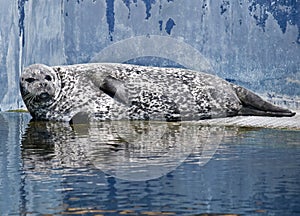 Seal lying in the sun