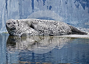 Seal lying in the sun photo