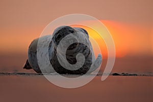 Seal lying at sunset, evening with ocean, animal in the sand beach, nature habitat, Dune Island, cute beautiful scene, Germany