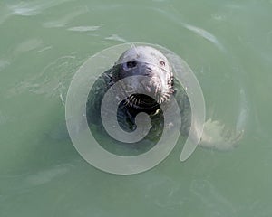 Seal mammal