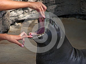 Seal mouth