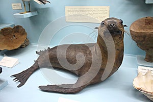 Seal at the Natural History Museum