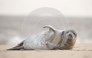 Seal on norfolk beach uk