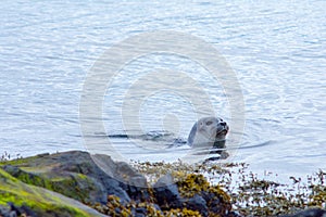 Seal on north of Iceland swinmming in the water