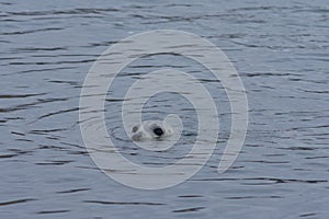 Seal on north of Iceland swinmming in the water photo