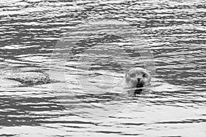 Seal on north of Iceland swinmming in the water photo