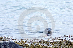 Seal on north of Iceland swinmming in the water photo