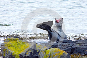Seal on north of Iceland yawn, gape photo