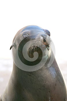 Seal nose