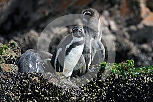 Seal in Paracus Peru