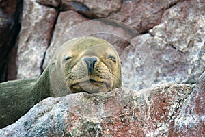 Seal in Paracus Peru