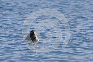 Seal Phoca largha swimming in the water, breezing in between dives.   Wild marine mammal swimming in nature.