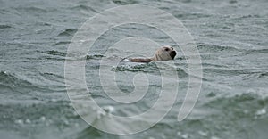 Seal, Phoca vitulina, swimming in open water in the open North Sea