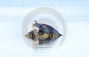 Seal (Pinniped) lying and resting on a rock in the middle of the water in Snaefellsnes, Iceland