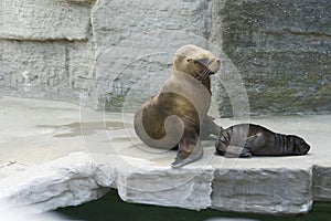 Seal playing with a red ball and enjoying a sunny day at Zoo,  Vienna,  Austria