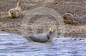 A seal playing in the shallows beside the shore near Morston, Norfolk