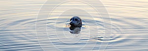 Seal pocking his head out of the water to look.