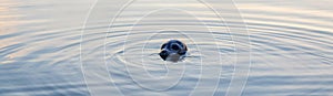 Seal pocking his head out of the water to look.